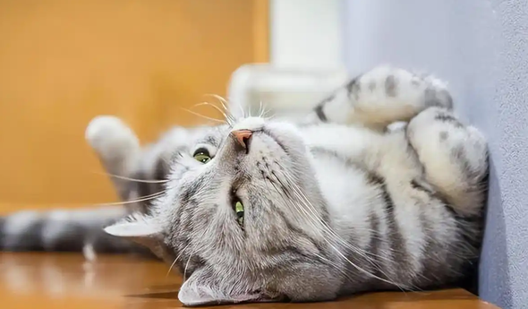 猫咪在地上打滚到处蹭是什么意思 猫咪在地上打滚到处蹭是什么意思