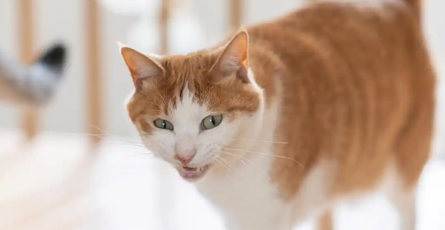 猫咪猫传染性腹膜炎能治愈吗 猫咪猫传染性腹膜炎能治愈吗