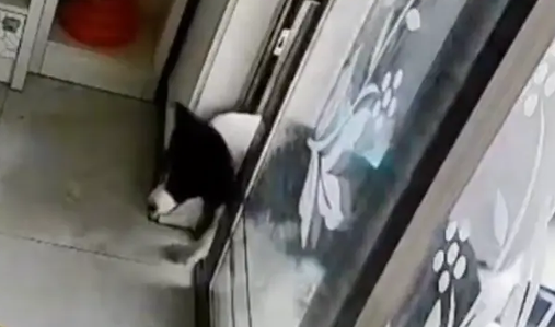 主人忘关阳台门困住边牧，平日嫌弃它的猫反倒救下狗狗