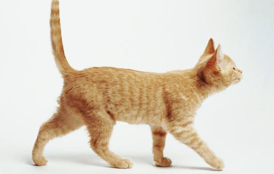 猫咪尾巴根部有异味分泌物？