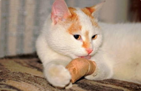 猫咪跛行但无外伤是何因? 猫咪跛行但无外伤是何因?