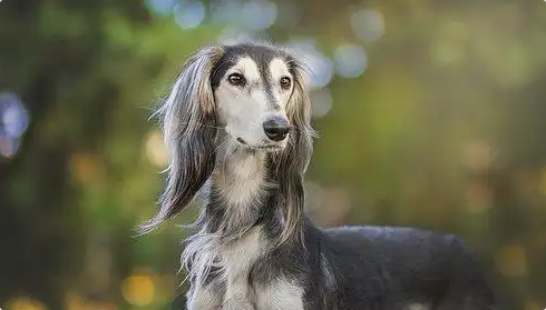 狗中贵族,拥有东方外表高雅气质的猎犬——萨路基猎犬 狗中贵族,拥有东方外表高雅气质的猎犬——萨路基猎犬