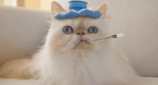 猫咪发热了会有哪些症状 猫咪发热了会有哪些症状
