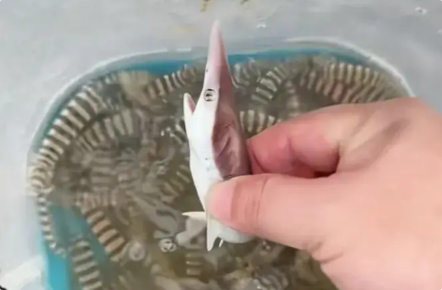 广东男子赶海抓到小鲨鱼,还没有拇指粗! 广东男子赶海抓到小鲨鱼,还没有拇指粗!