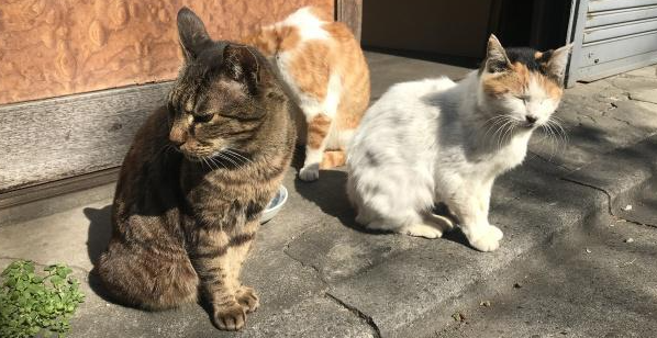 猫咪猫瘟发病之后该如何救治