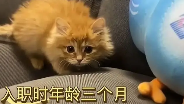 公司裁员没钱赔偿，老板大手一挥送橘猫，同事变铲屎官？