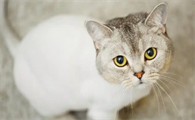 猫咪急性肠胃炎如何快速调理