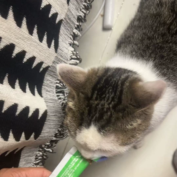 全价主食猫条哪个好？半宅主义营养均衡可代餐