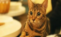 猫咪不爱攀爬高处偏爱低矮角落,是轻微关节软骨磨损吗?