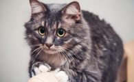 猫咪身上皮下有硬块是什么?