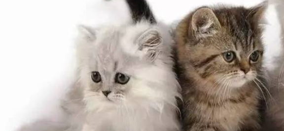 猫咪频繁打喷嚏无鼻涕，是过敏性鼻炎初期吗？