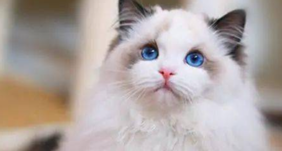 针对猫咪直肠激惹症，普通居家养护是否真的有效？