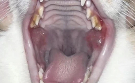 猫口腔溃疡怎么治疗