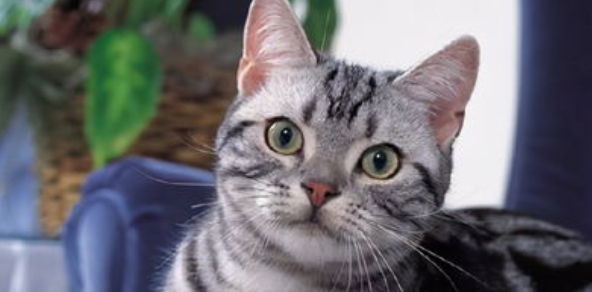 猫咪习惯性饭后立刻蹲猫砂盆,是直肠敏感刺激症吗? 猫咪习惯性饭后立刻蹲猫砂盆,是直肠敏感刺激症吗?