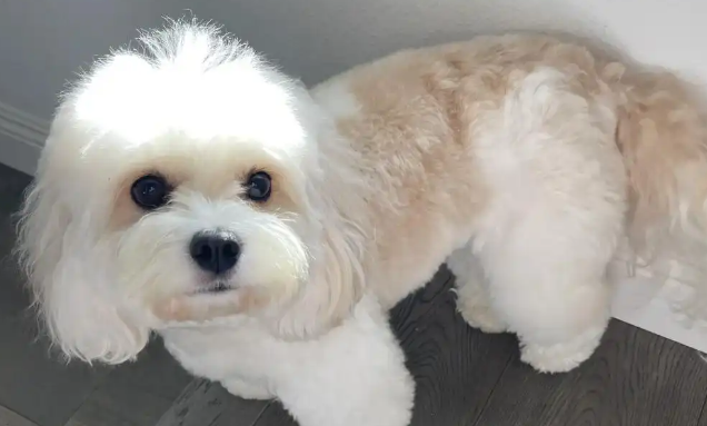 狗一只眼睛睁不开怎么回事