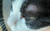 猫咪皮肤秃了一块有皮屑?