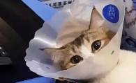 公猫绝育第一天夜里是危险期吗