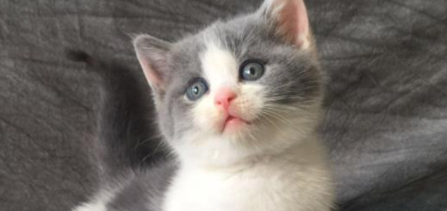 猫咪频繁舔舐鼻尖湿润过度,是鼻腔轻微敏感潮湿症吗? 猫咪频繁舔舐鼻尖湿润过度,是鼻腔轻微敏感潮湿症吗?