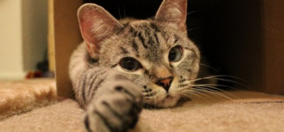 猫咪频繁习惯性拱背蓄力，是背部肌肉慢性劳损吗？