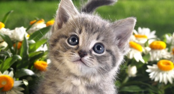 猫咪体检各项指标合格，为何还会频繁出现肢体发抖？
