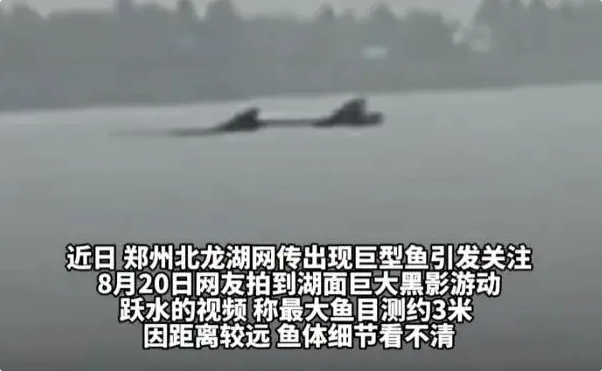 郑州北龙湖疑现巨型鱼类，目击者：得有3米长！