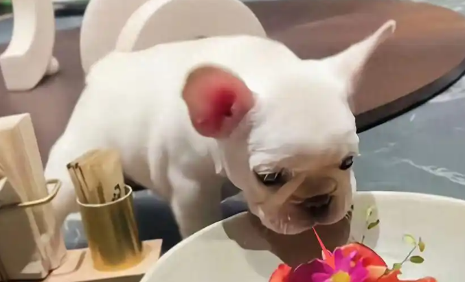 法斗犬上桌嗅菜：老板砸桌道歉，狗主却现身硬刚