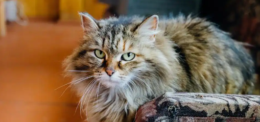 俄罗斯猫值钱吗?两大热门品种价格与品相详解 俄罗斯猫值钱吗?两大热门品种价格与品相详解