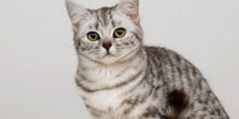 猫咪走路尾巴持续上翘僵硬,是尾椎筋膜紧张吗? 猫咪走路尾巴持续上翘僵硬,是尾椎筋膜紧张吗?