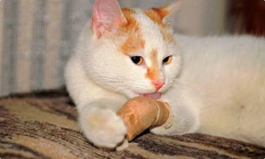 猫咪肉垫干裂脱皮怎么办? 猫咪肉垫干裂脱皮怎么办?