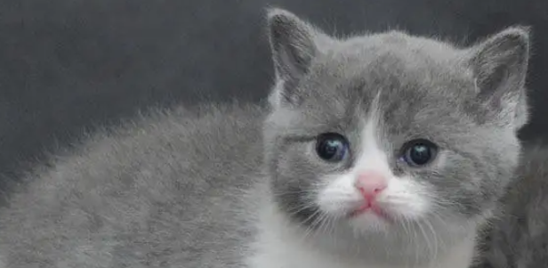 猫咪喜欢蹭边角硬物,是头皮发痒紧绷吗? 猫咪喜欢蹭边角硬物,是头皮发痒紧绷吗?