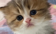 猫咪抽搐流口水是什么情况?