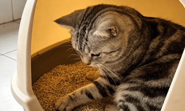 宠缔阁猫砂｜超低粉尘更护宠，温柔守护猫咪呼吸道健康