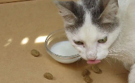 猫想吐吐不出来怎么办