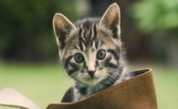 猫咪频繁失衡歪头，维生素B1缺乏症该如何补救？