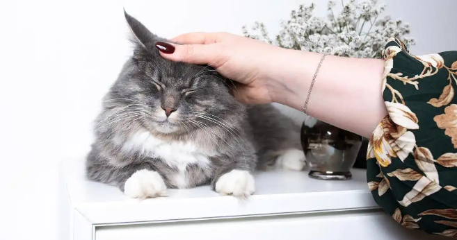 猫咪呕吐腹泻怎么解决 猫咪呕吐腹泻怎么解决