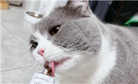 猫咪掉毛厉害,就一定要喂食化毛膏吗?