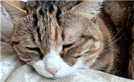 猫咪经常软便拉肚子，是什么原因该怎么处理？