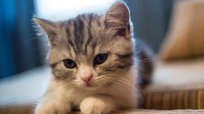 猫咪猫癣扩散要怎么控制 猫咪猫癣扩散要怎么控制