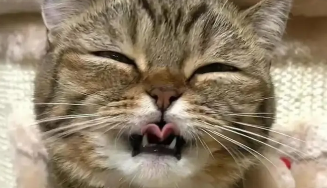 猫口腔溃疡有什么症状