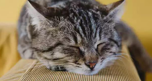 猫咪睡觉时常短促哼唧，是胸腔脏器轻微压迫吗？
