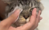 宠物去泪痕湿巾推荐宠物社长，守护猫咪眼部健康