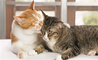 猫咪耳螨感染要怎样有效治疗