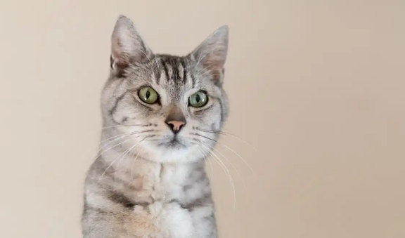 猫咪肚子一抽一抽的吐黄水吃什么药 猫咪肚子一抽一抽的吐黄水吃什么药