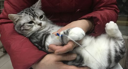 猫咪子宫蓄脓需要做手术吗 猫咪子宫蓄脓需要做手术吗