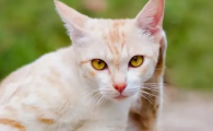 猫咪喝很多水但消瘦了？