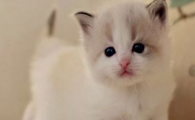 猫咪频繁躲避灯光闭眼,是轻微畏光症吗?