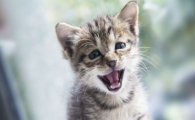 猫咪不爱跳高动作笨拙，是否是早期髋关节发育不良？