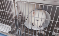 狗狗牙龈发白是什么病？
