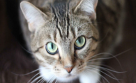 猫咪进食后频繁甩脑袋,是耳咽管功能不畅吗?