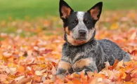 天生的护牛犬，澳大利亚牧牛犬，你了解吗